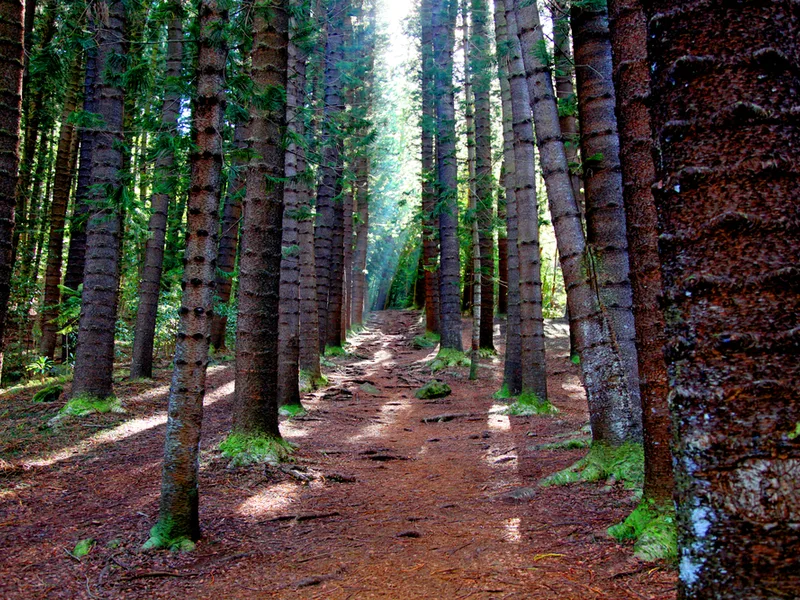 Sleeping giant pine trail, one of Kauai's best hikes