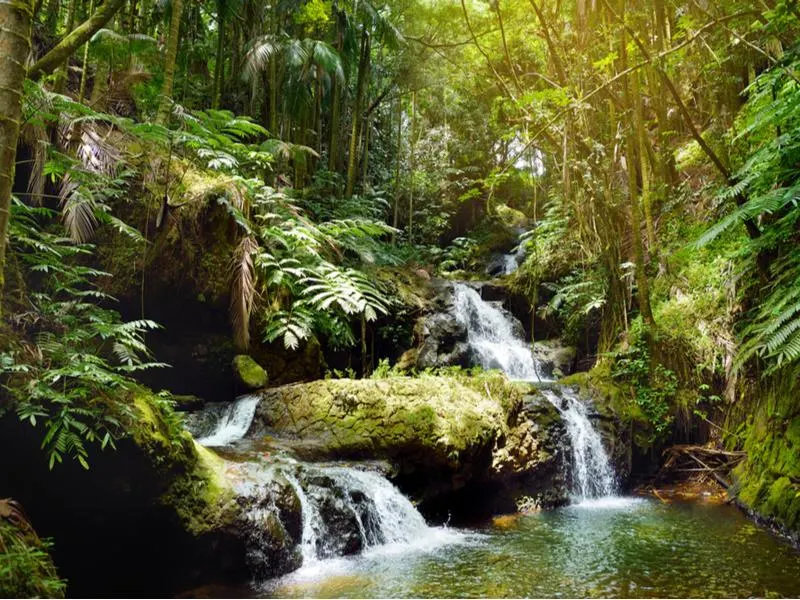 Hawaii Tropical Botanical Garden, one of the best things to do in Hawaii