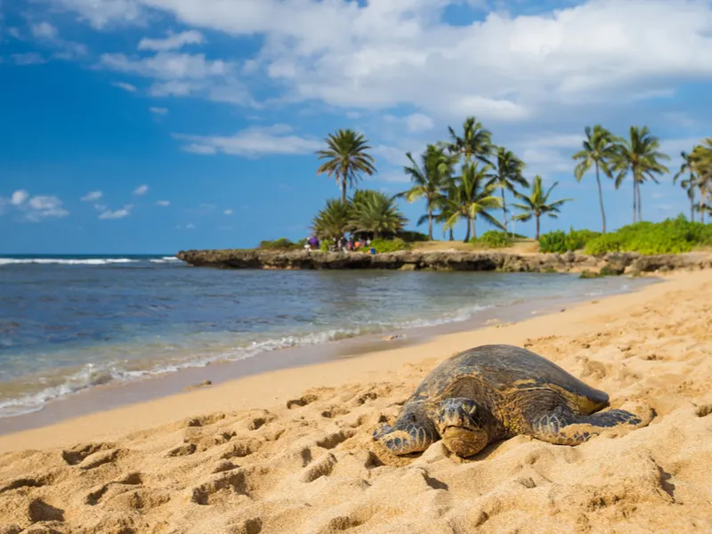 Sea turtle on Haleiwa Beach Park (Oahu), one of the best Hawaiian beaches