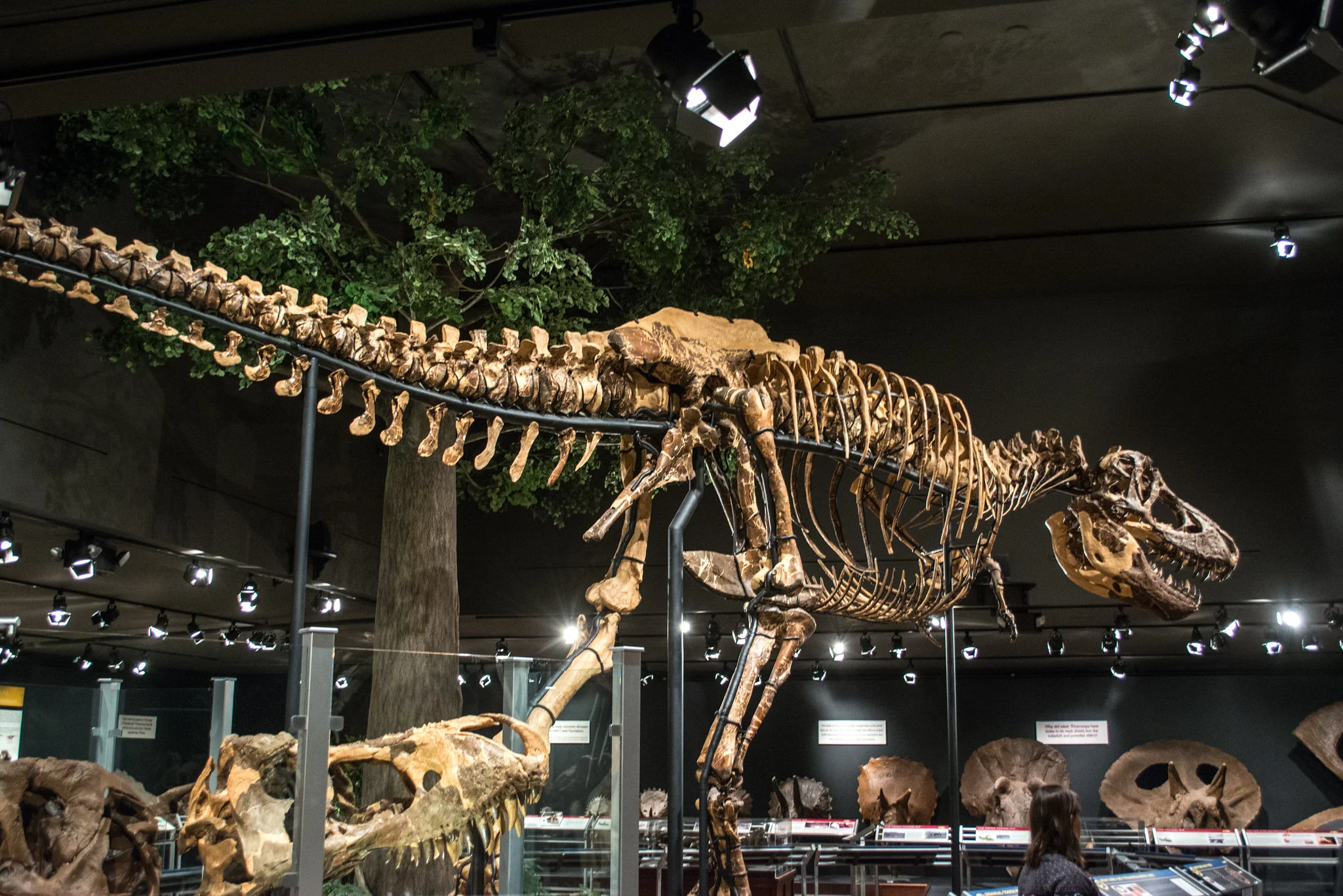 Visiting the ferocious Tyrannosaurus Rex and other dinosaur fossil exhibit inside Museum of the Rockies is one of the best things to do in Montana