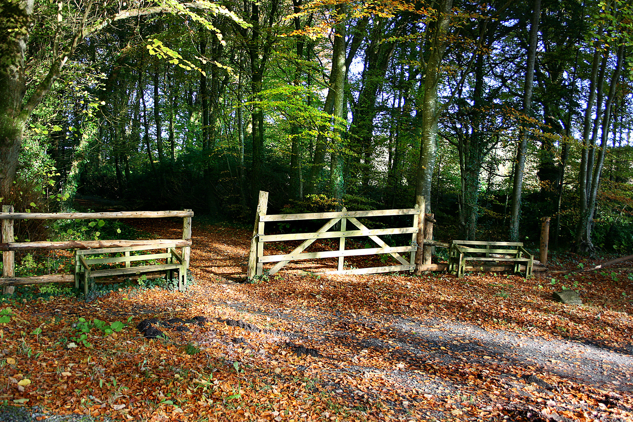 Dried leaves all over the place and wooden fence below trees at the entrance of Kilcornan Woodland in Galway, named as one of the best hikes in Ireland