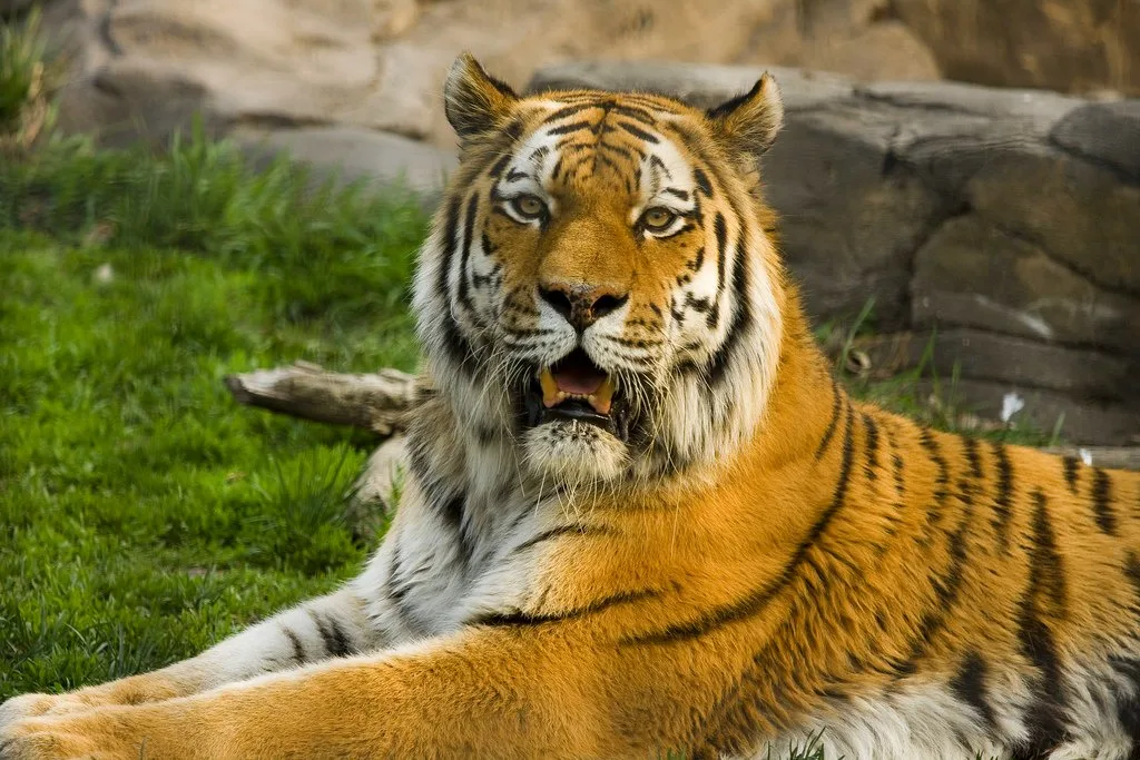 A pick for what to see in Iowa, a tiger, with its mouth partly open, looking at a prey in Blank Park Zoo