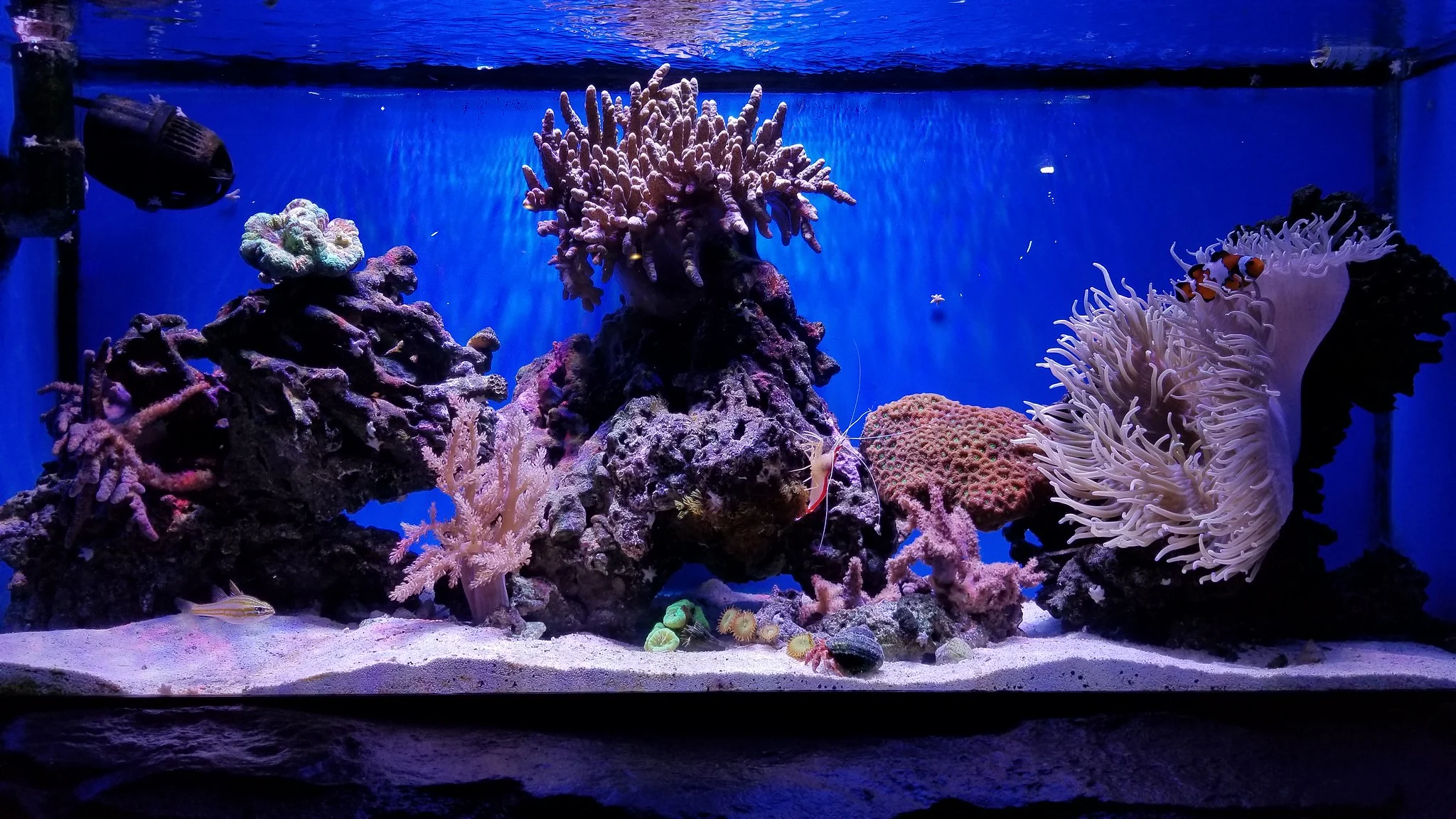 Variety of aquatic animals and magnificent corals in an aquarium setup at Aquarium of Boise, one of the best things to see in Idaho