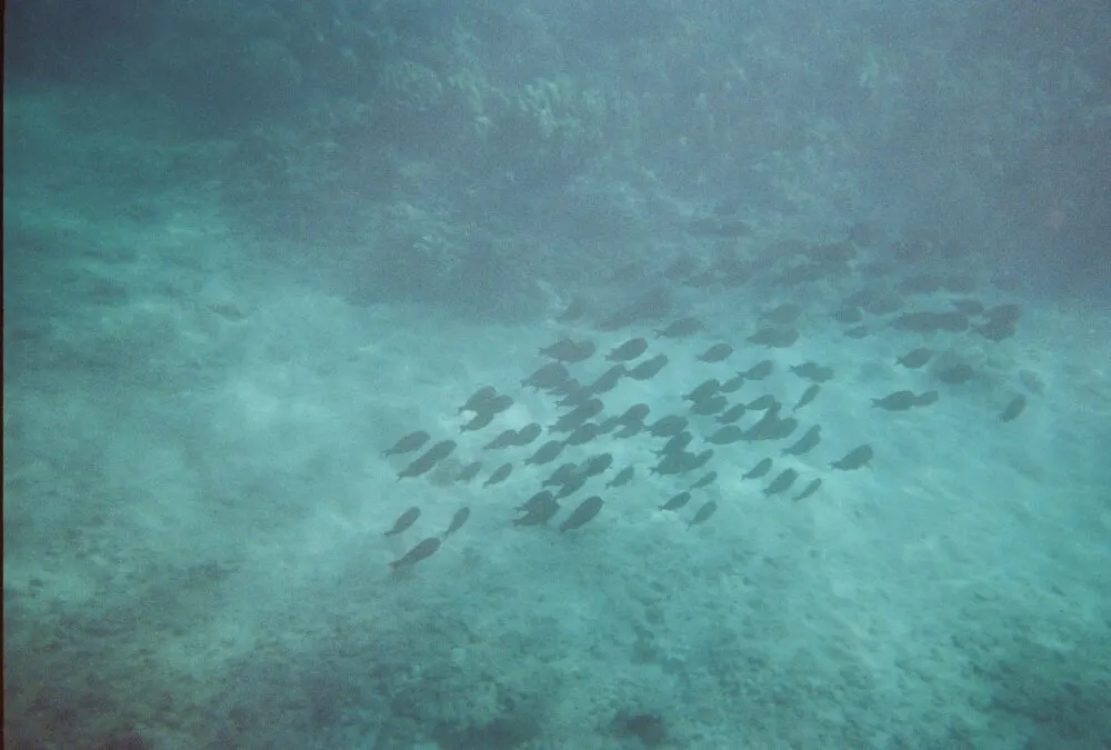 A view at the bottom of Kahekili Beach as one of the best snorkeling spots in Hawaii where a school of fish is swimming in one direction and coral reefs in background