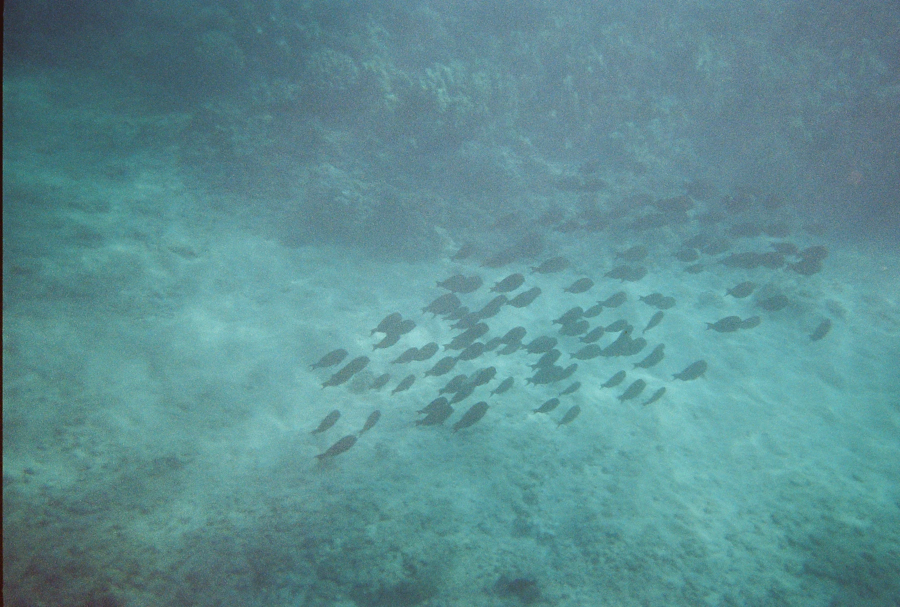 A view at the bottom of Kahekili Beach as one of the best snorkeling spots in Hawaii where a school of fish is swimming in one direction and coral reefs in background