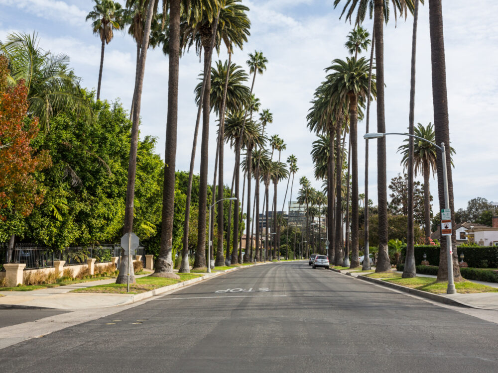 Giant trees lining a cool looking street, one of the best things to do in LA