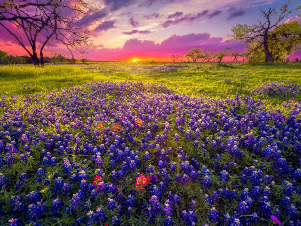 Texas wildflower season, one of the cool things to do in Texas, viewed at dawn
