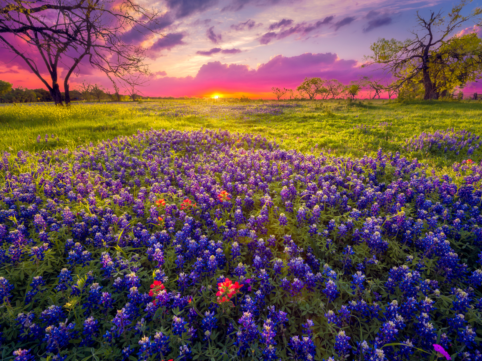 Texas wildflower season, one of the cool things to do in Texas, viewed at dawn