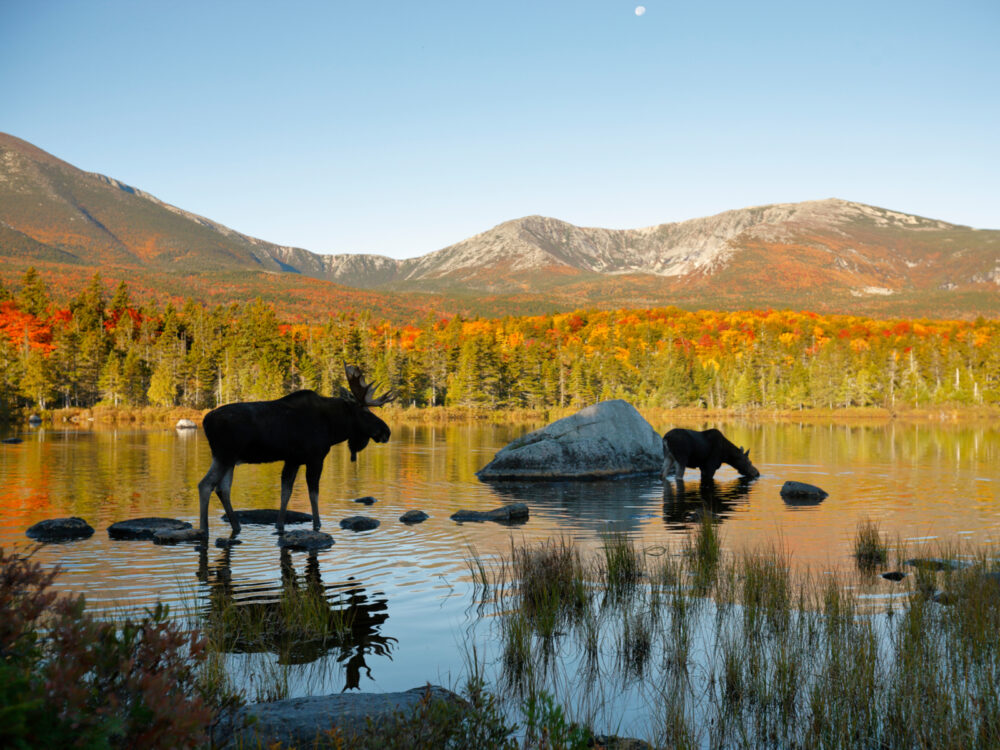 Elk and moose in a pond during the best time to visit Maine