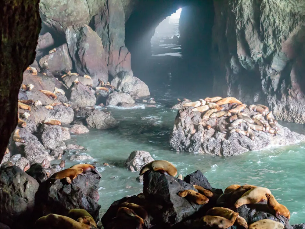 Sea lion caves on the Oregon coast, a top pick for the best places to visit in Oregon