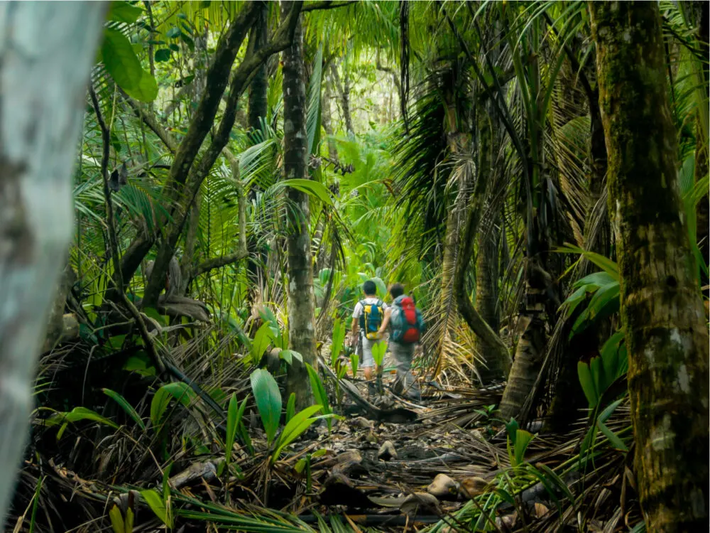 Corcovado National Park, a must-visit place in Costa Rica, with hikers pictured under the trees