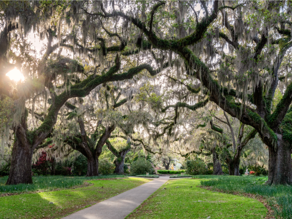 Spanish Moss infested Live Oaks shading a path at Brookgreen Garden, Murrells Inlet, one of the best South Carolina attractions, in spring