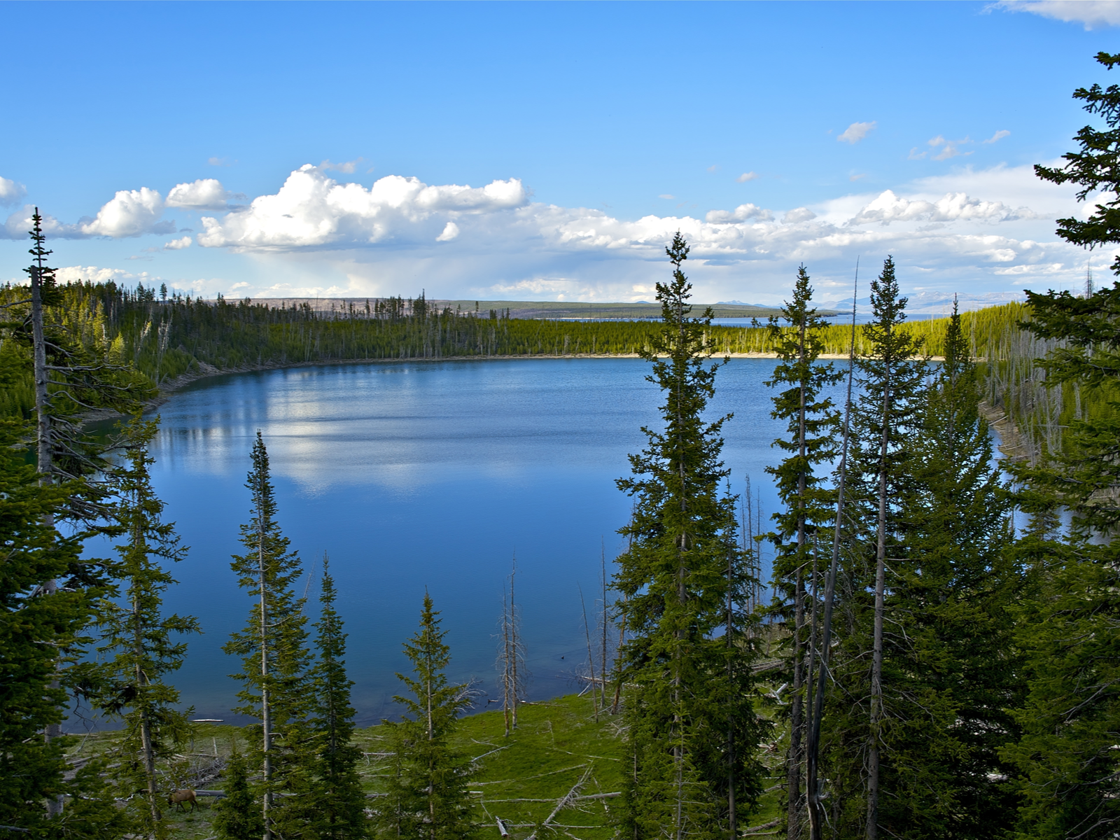 The vast area of Yellowstone Lake in Wyoming is one of the best lakes in the U.S., encircled by tall green Pine Trees