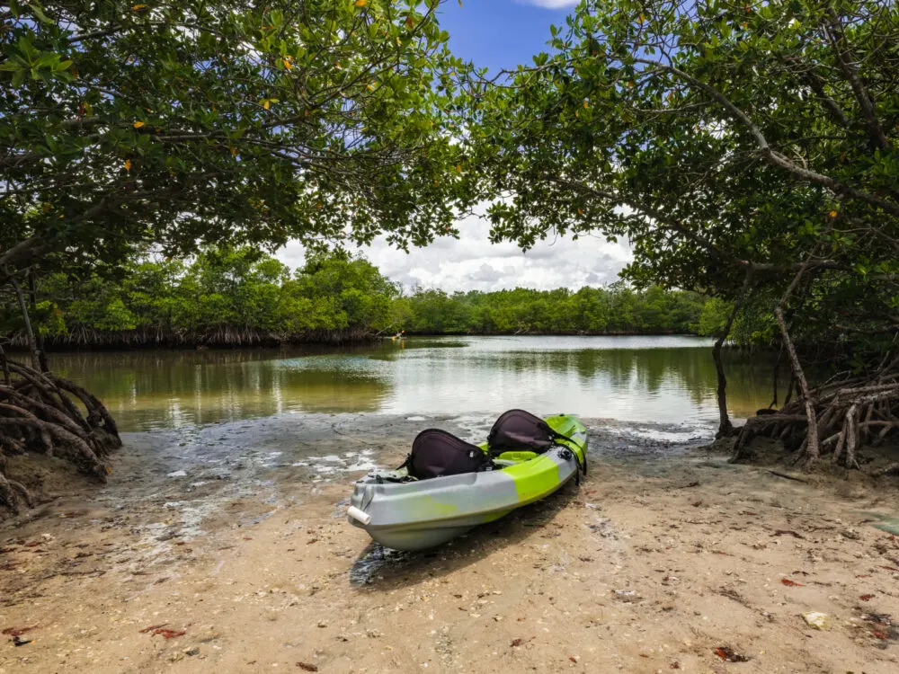 Mid-day view of a mangrove in one of the best things to do in Miami, the Oleta River State Park