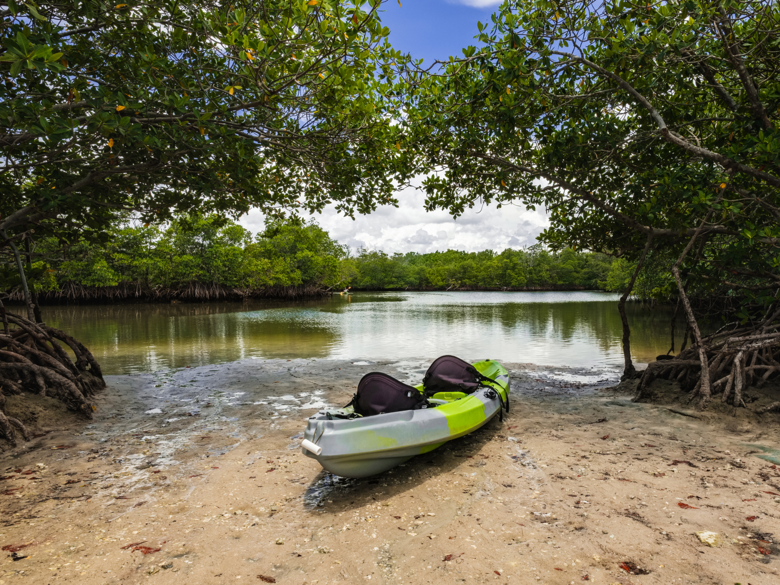 Mid-day view of a mangrove in one of the best things to do in Miami, the Oleta River State Park