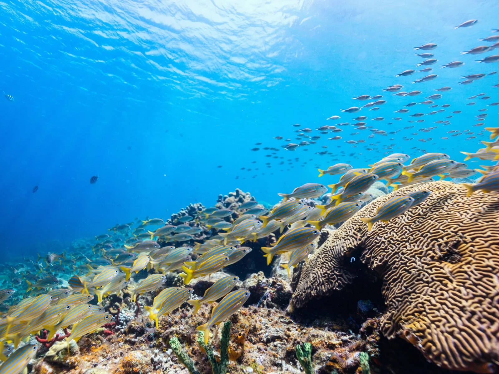 Tons of fish around the reef for a piece on the best things to do in Saint Lucia