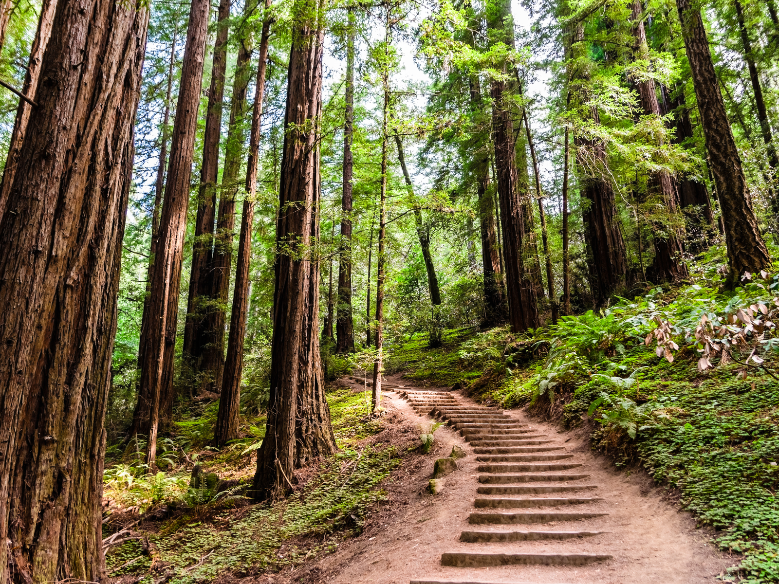 A trail of hundred steps around the thriving Muir Woods National Monument as one of the best places to visit in San Francisco