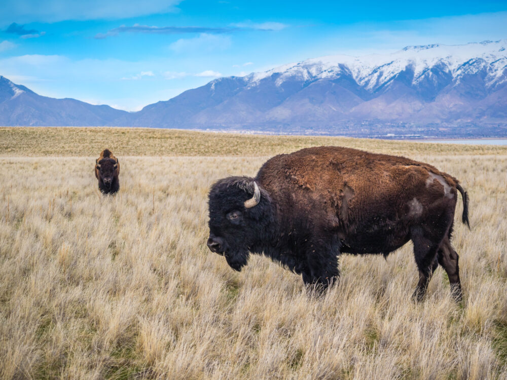American Bison in the Antelope Island State Park, one of the best places to visit in Utah, in the Fall