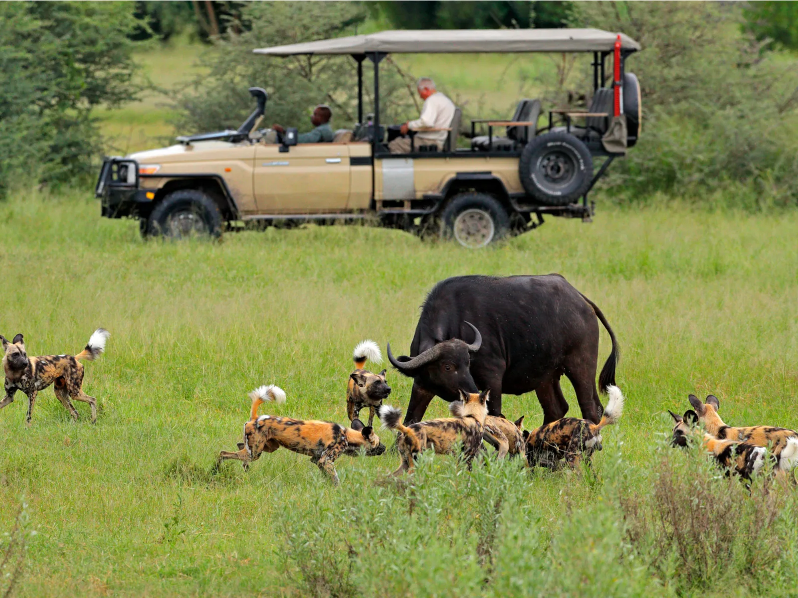 Moremi Game Reserve, one of the best safaris in Africa, featuring buffalo and calves