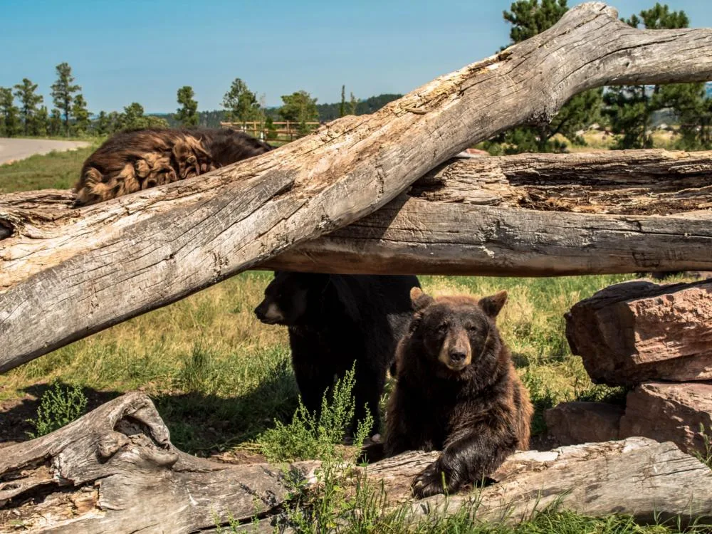 Three North American Black Bears taking a shade at a dried fallen log as one of the best South Dakota tourist attractions in Bear Country USA