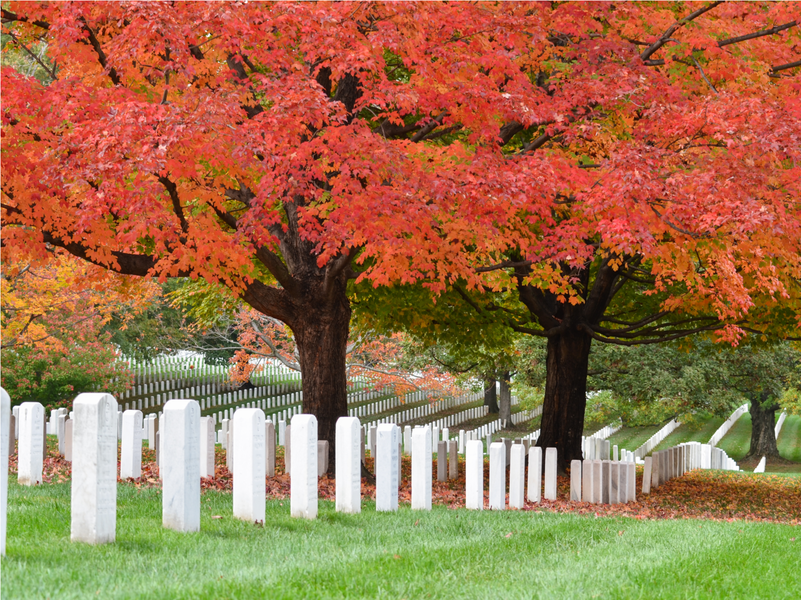Hundred thousands of perfectly lined white tombstone of dead soldiers underneath vibrant colored trees at Arlington National Cemetery on an Autumn season, visiting them is one of the things to do in Virginia