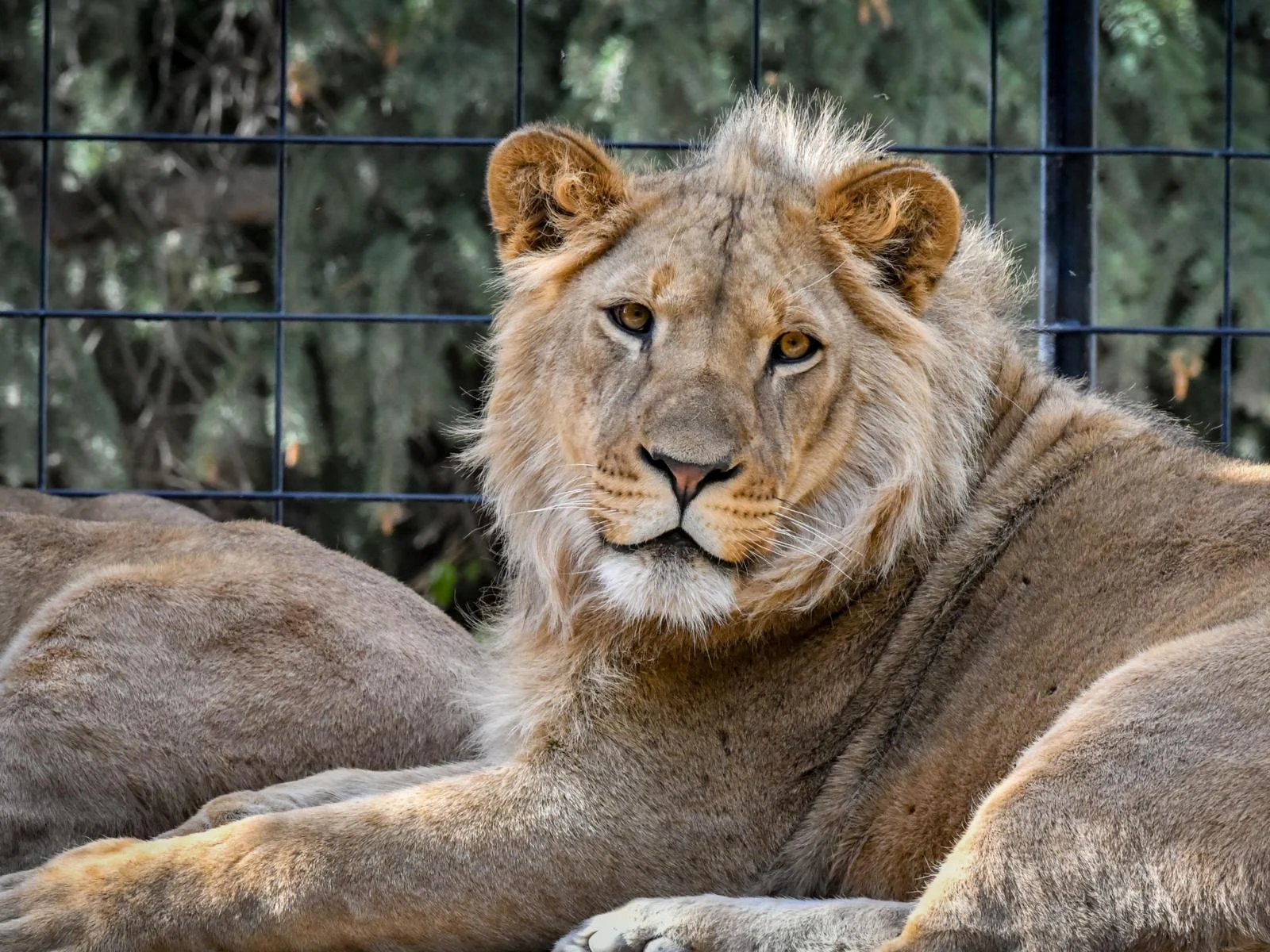 A Lion looking directly at the camera in Idaho Falls Zoo at Tautphaus Park, picture as a piece on the best things to see in Idaho