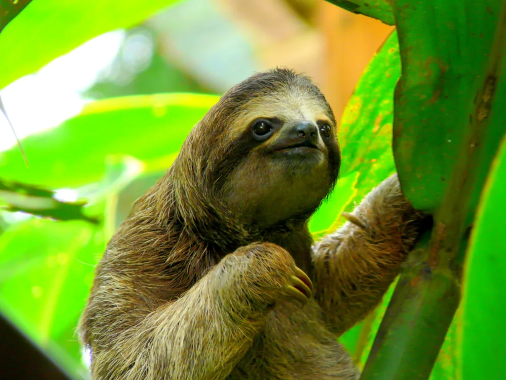Cute sloth in the forest of one of the best places to visit in Costa Rica, Puerto Viejo