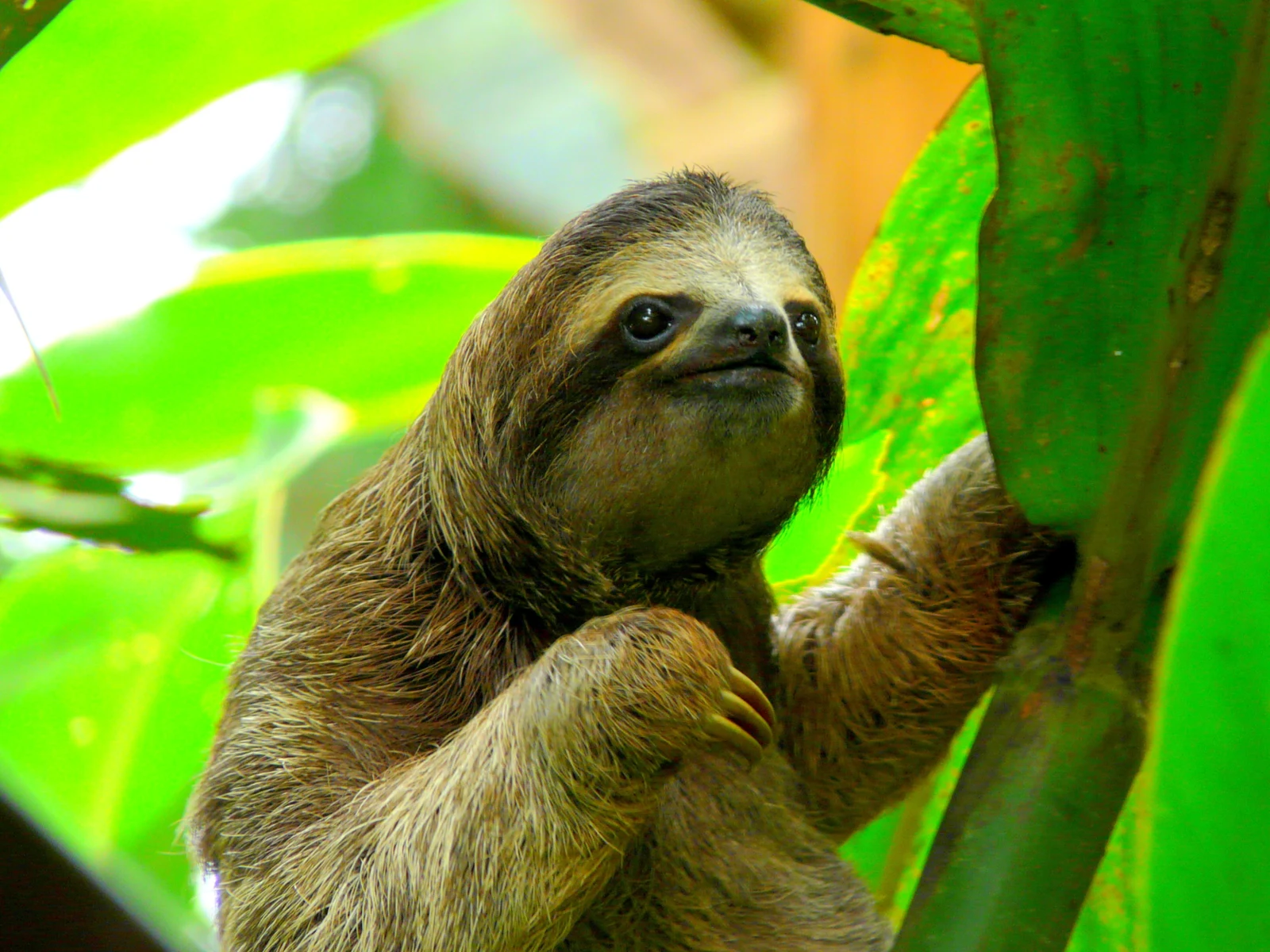 Sloth in a tree in Puerto Viejo, one of the best things to do in Costa Rica