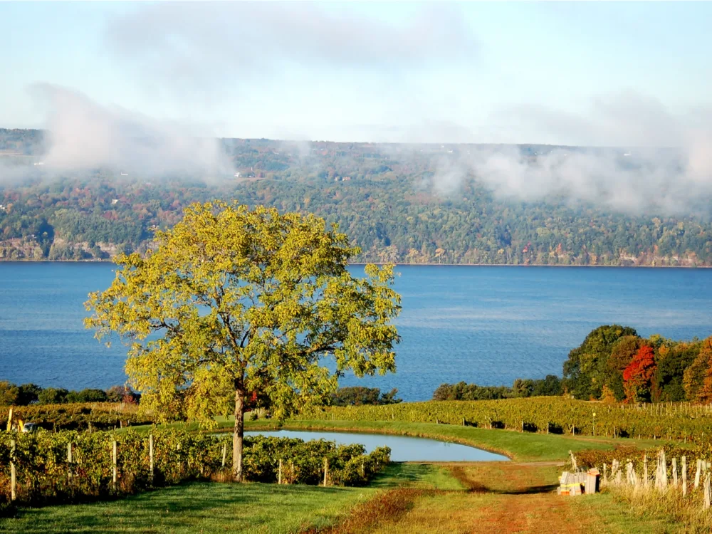 A tree and a vineyard on a foggy morning at Fingers Lake in New York, titled as one of the best lakes in the U.S.