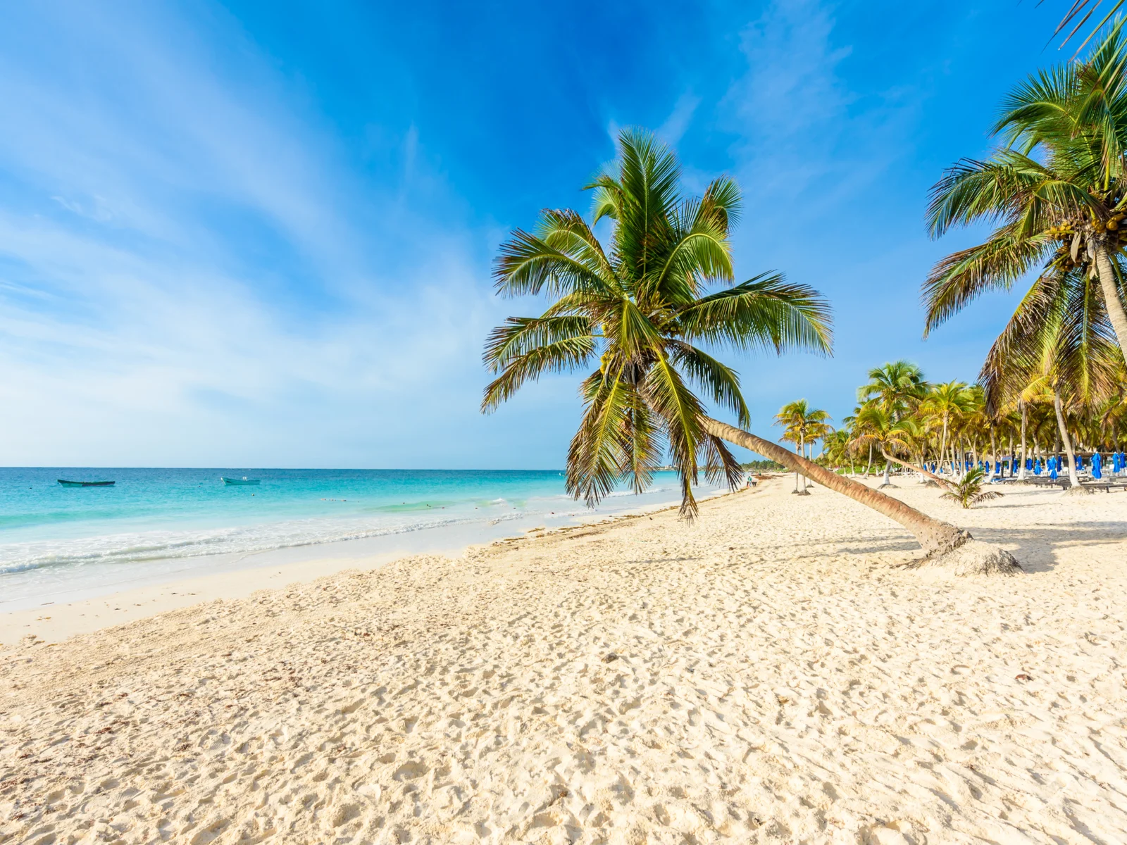 A Coconut tree seen bent towards the sea at Tulum Beach as a piece on one of the best beaches in Cancun, and other Coconuts in background planted on fine sand