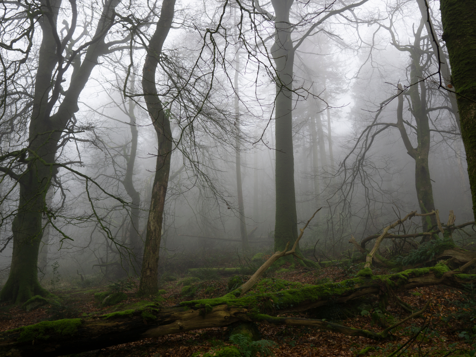 A dreamy foggy trail on a Fall at Slieve Gullion Forest Park, a piece on the best hikes in Ireland