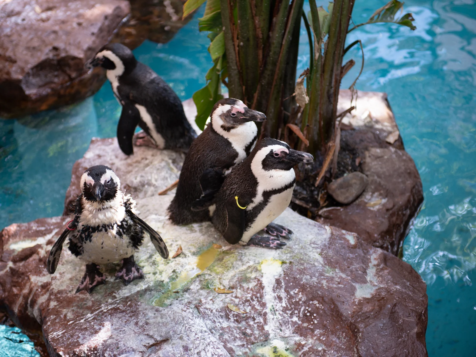 Pinguini in una delle cose migliori da fare a Dallas, il World Aquarium