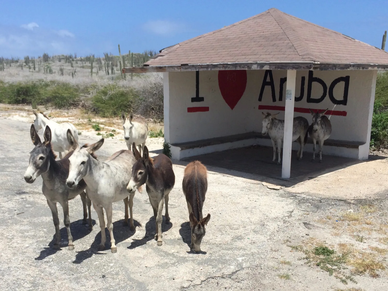 Donkeys on a beach, one of the best thigs to do in Aruba
