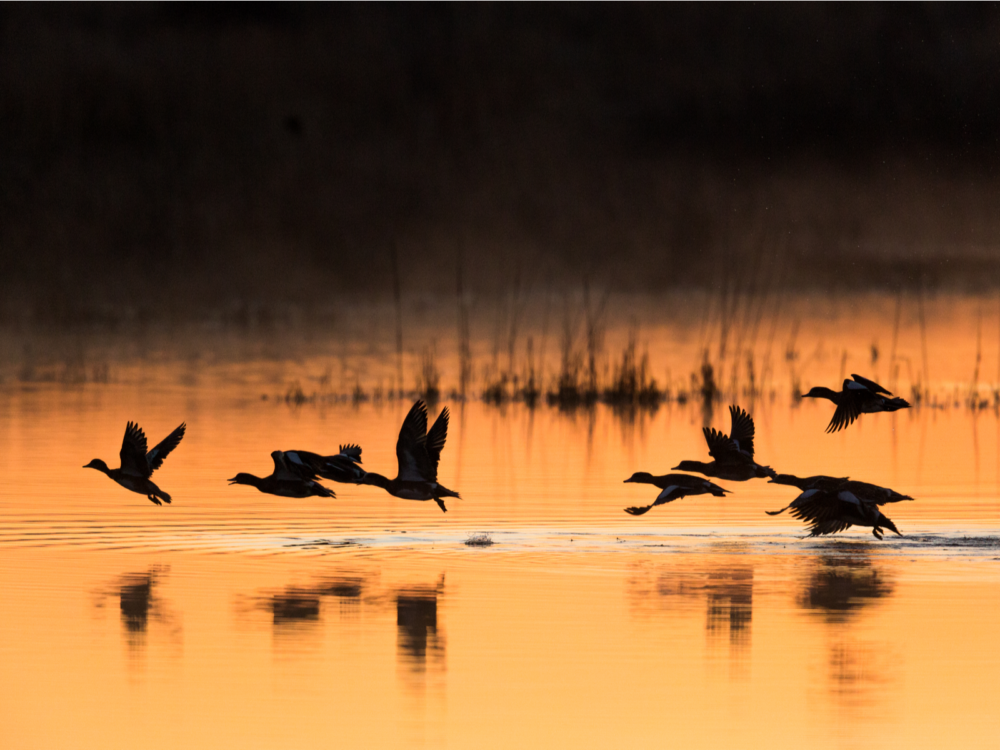Several Widgeons making a flight, one of the best things to see in Kansas, reflected on the calm waters of Quivira National Wildlife Refuge