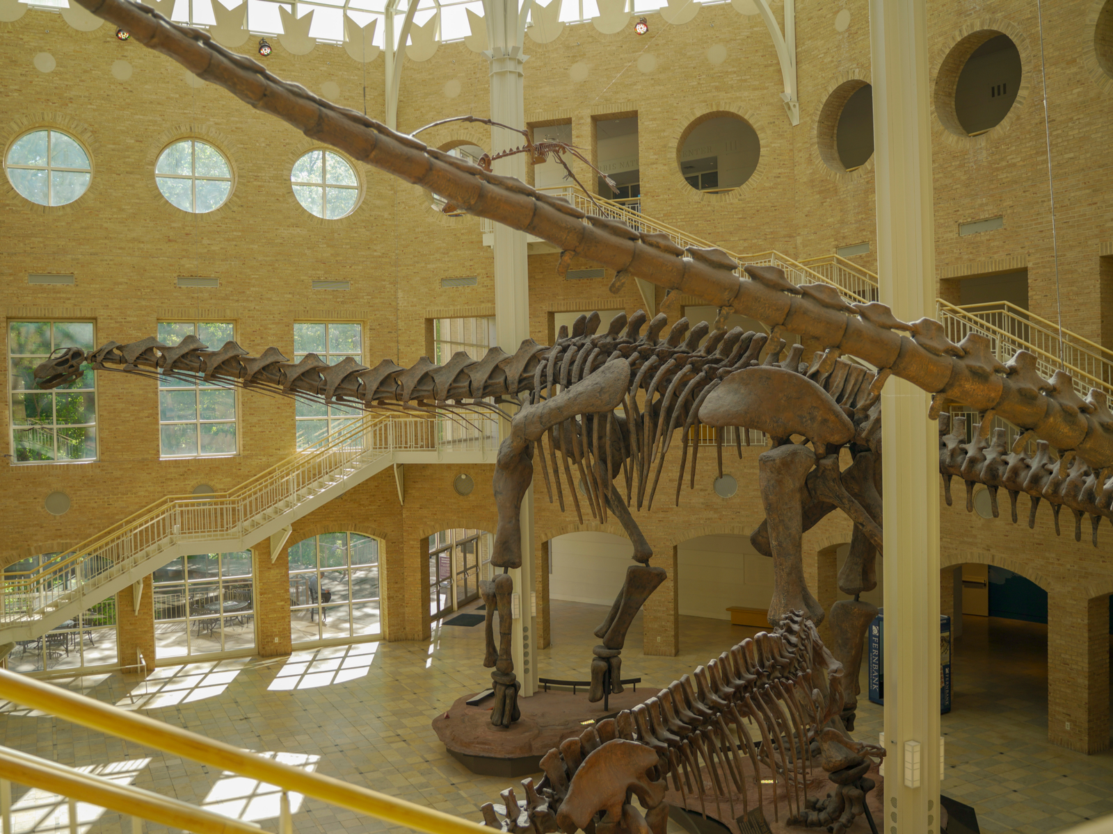 Dinosaur at one of the best things to do in Atlanta, the Fernbank Museum
