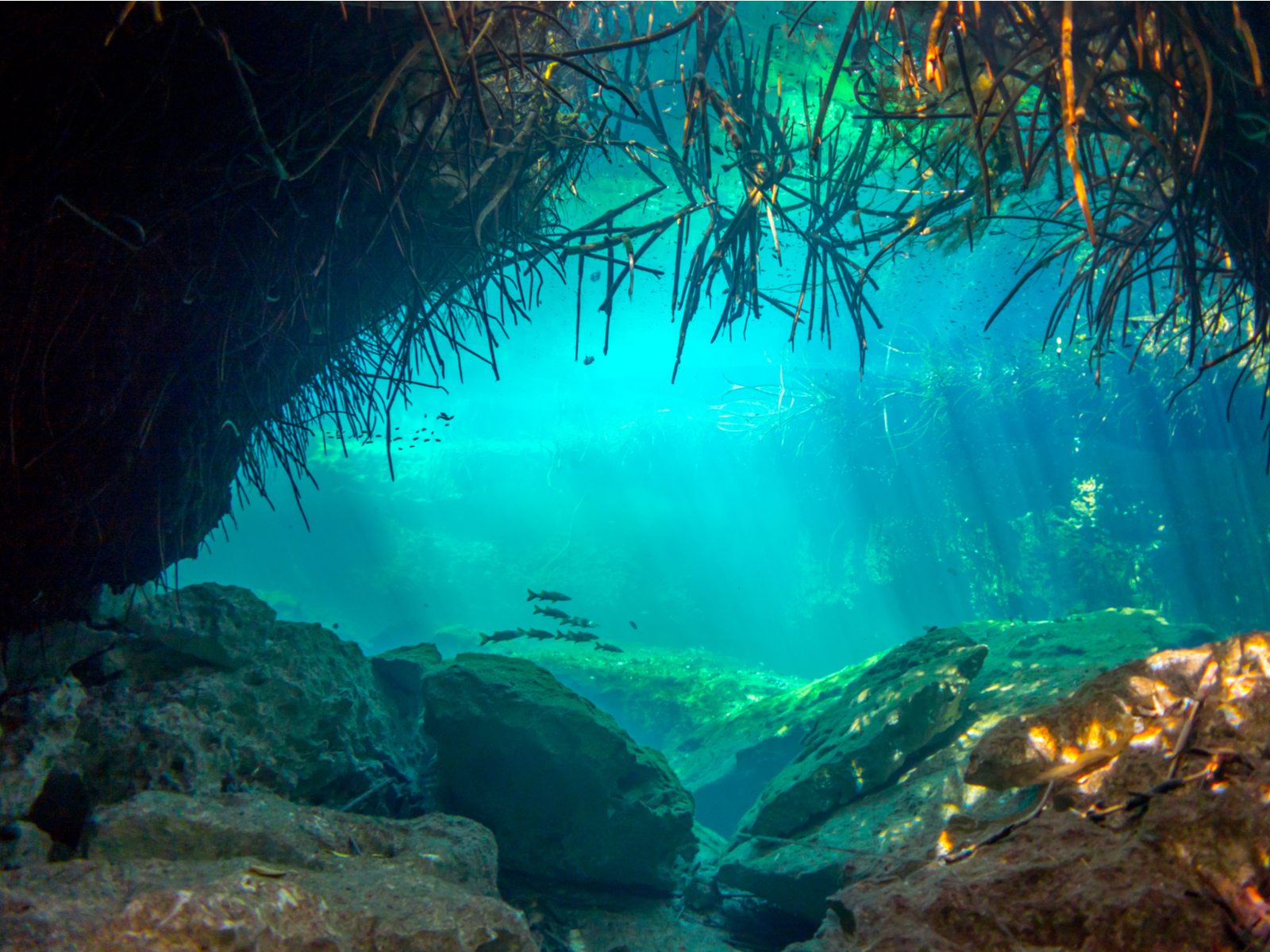 Underwater view of the Casa Cenote, one of the best cenotes in Mexico, with fish swimming above the rocks