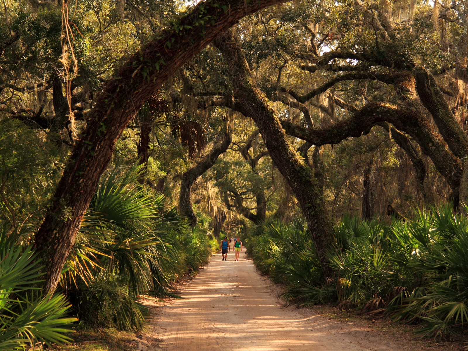 Visitors trekking one of the best tourist attractions in Georgia, Cumberland Island's dreamy path over thick unpruned tree branches