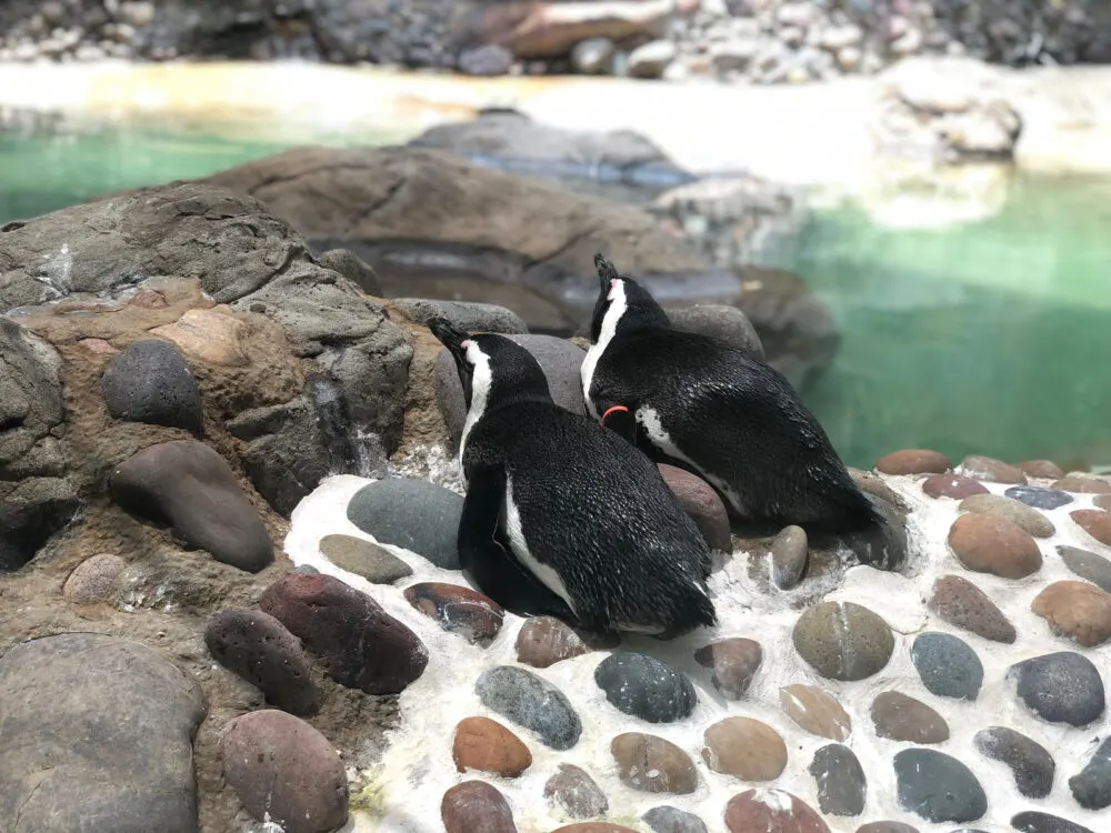 Cute penguins sitting on a rock at one of the best things to do in Texas, the Fort Worth Zoo