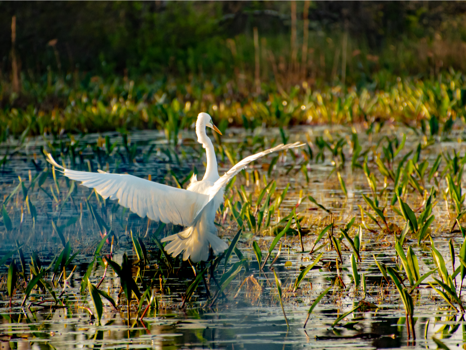 A White Egret landing on a shallow swamp with water plants in Okefenokee Swamp, a piece on the best tourist attractions in Georgia