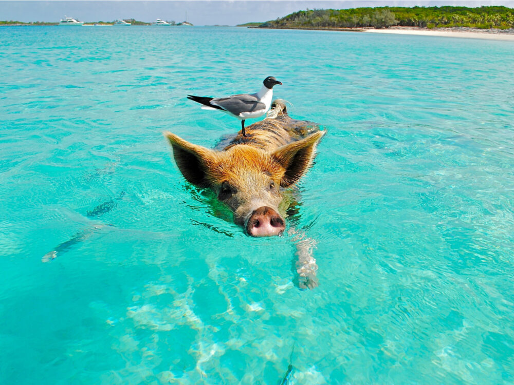 Photo of a pig swimming with a bird on its back in the teal water of one of the best places to stay in the Bahamas, the Exumas