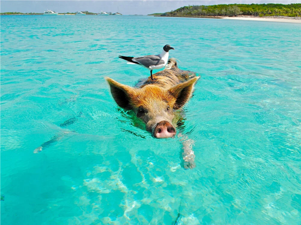 Pig swimming in the ocean during the best time to visit the Bahamas