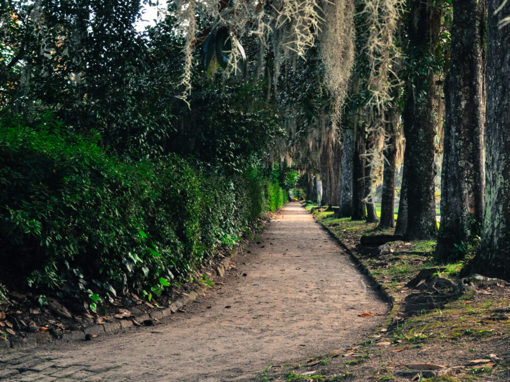 Cool path through Middletown Place, one of the best South Carolina attractions