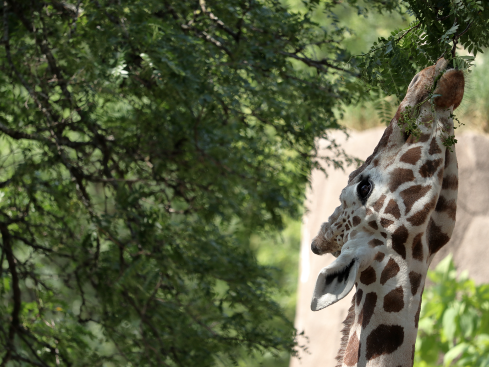 A giraffe extending its neck to feed on leaves overhead at Milwaukee County Zoo, one of the best Wisconsin tourist attractions