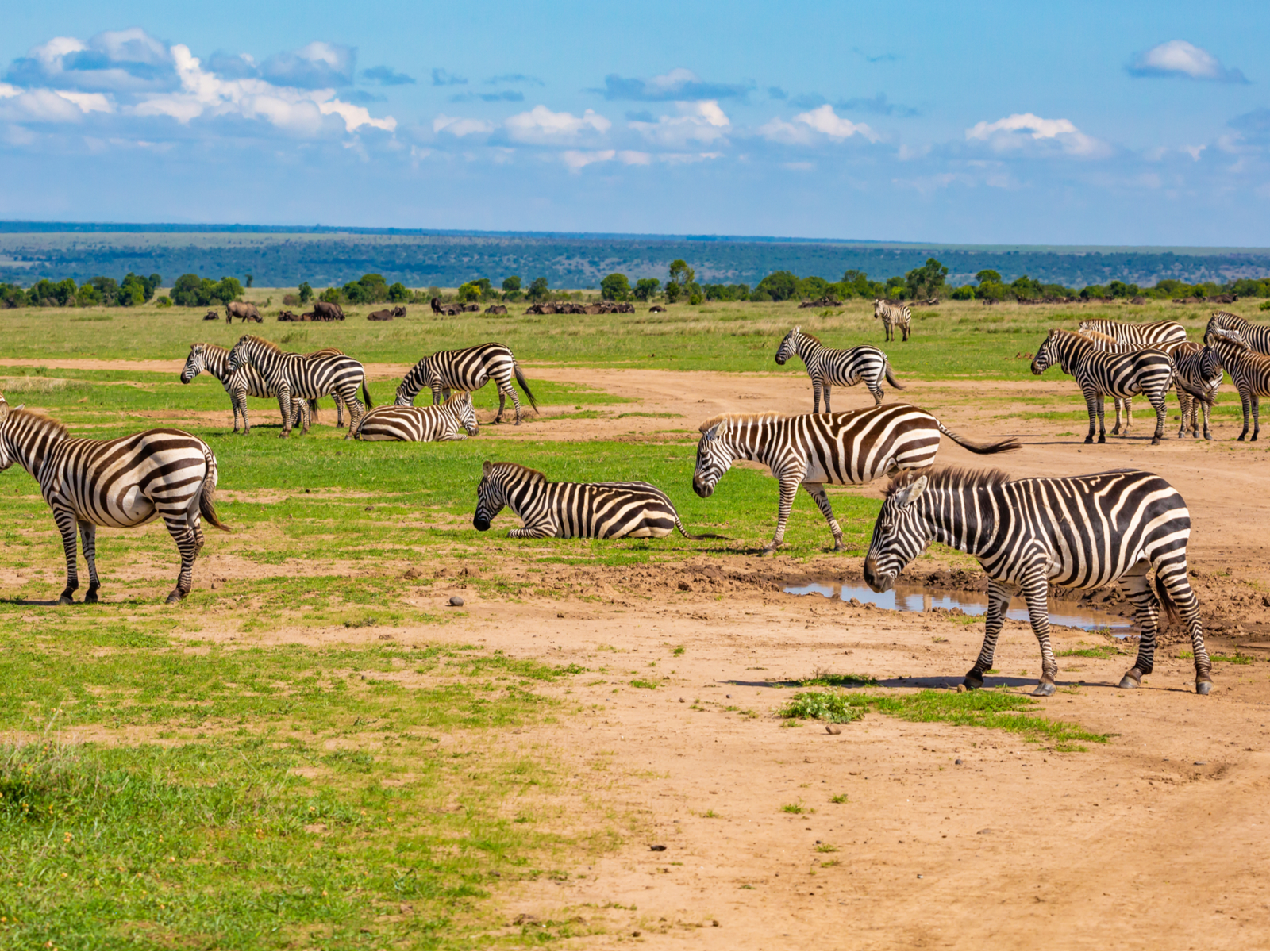 For a piece on the best safaris in Africa, zebras at the Laikipia Plateau