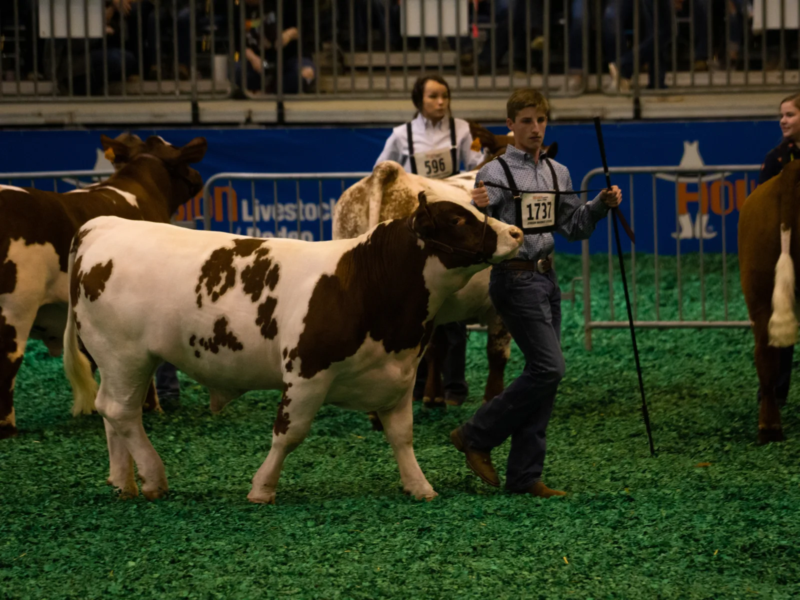 Houston Livestock Show and Rodeo, one of the best things to do in Houston