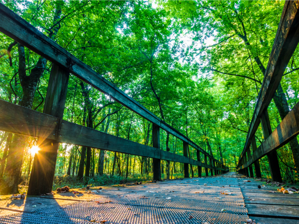 Wooden footpath in the middle of the lush forest on a hiking trail at Natchez Trace State Park, one of the best places to visit in Tennessee