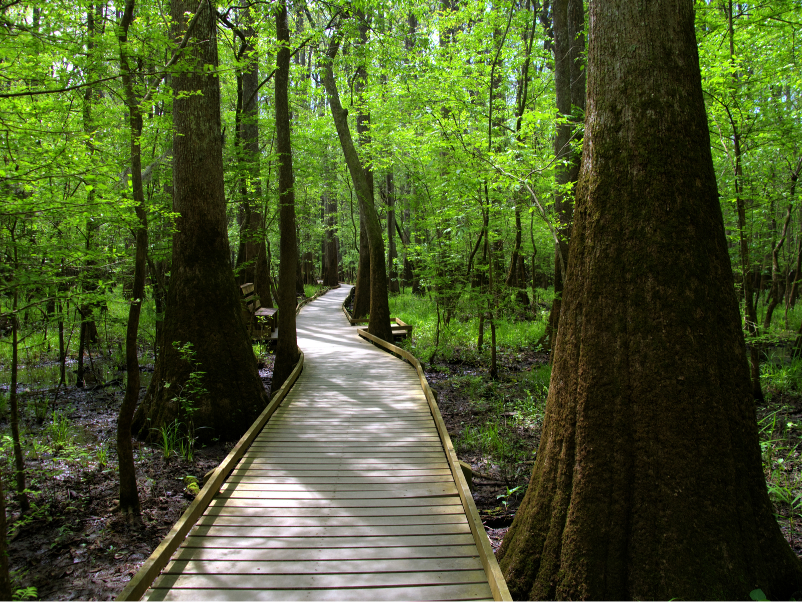 Congaree National Forest, one of the best South Carolina attractions