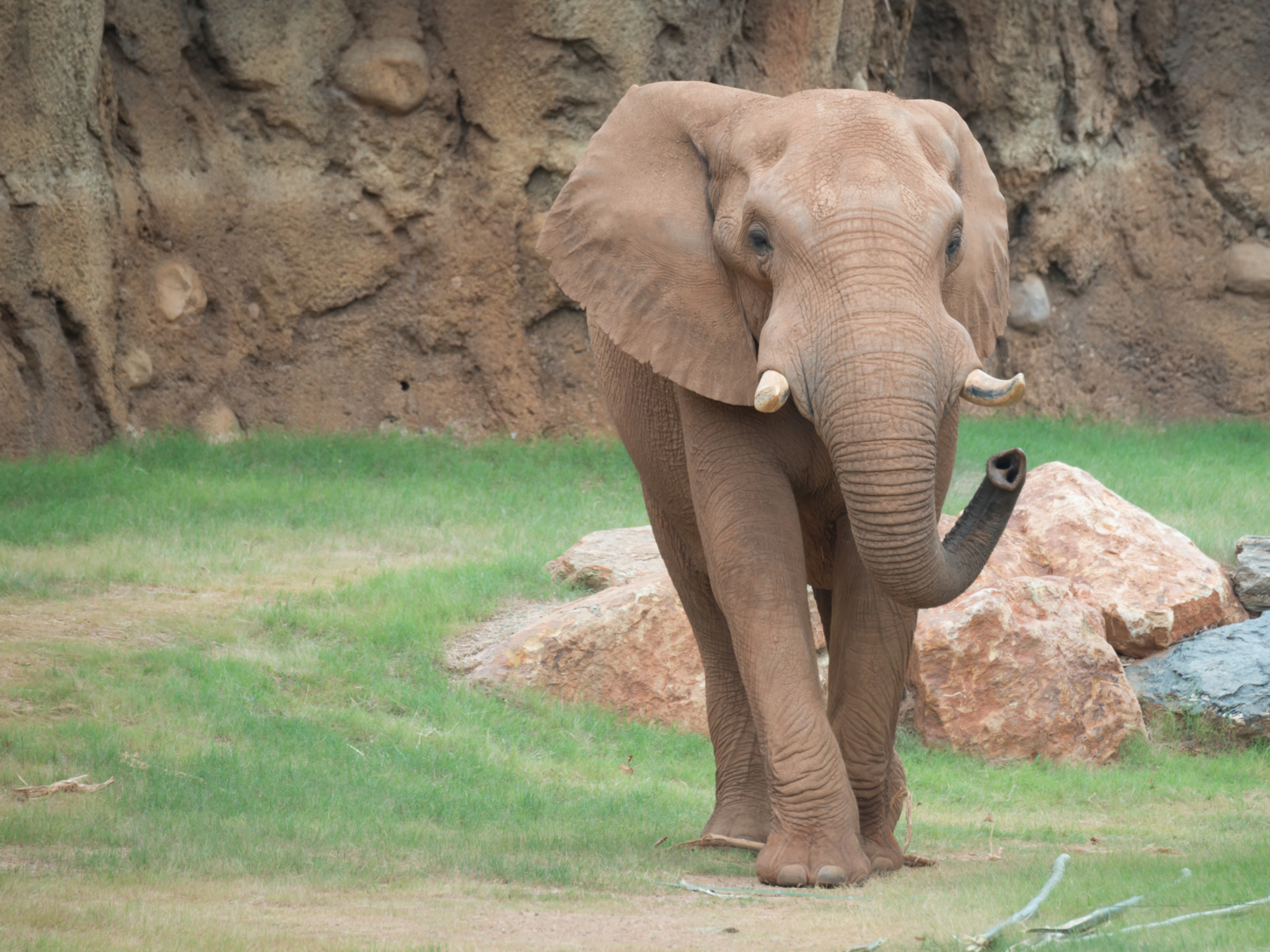 Photo of a male elephant at the Atlanta Zoo, one of the best things to do in Atlanta