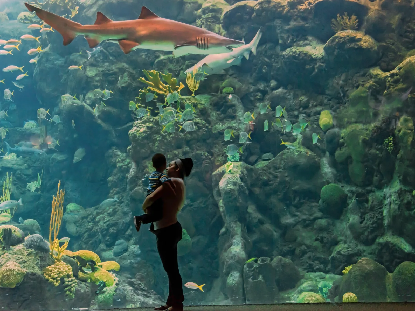 A mother carrying her child in front of a gigantic aquarium with two sharks and corals at Florida Aquarium, named as one of the best aquariums in Florida