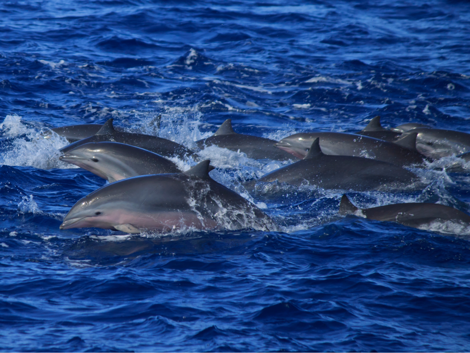 Happy dolphins pictured during a whale watching excursion, one of the best things to do in Saint Lucia